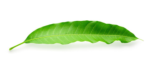 Green Mango leaves  isolated on white background