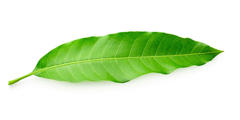 Obraz premium Green Mango leaves isolated on white background