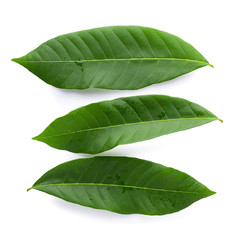 Fototapeta premium Green leaves isolated on a white background