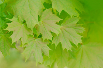 Fototapeta na wymiar Young green leaves. Maple. Natural spring summer background. Maple foliage.