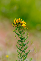 A plant (Hypericum perforatum) close-up