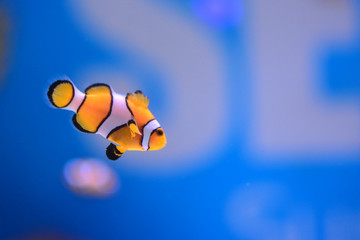 Fototapeta na wymiar Clown Fish