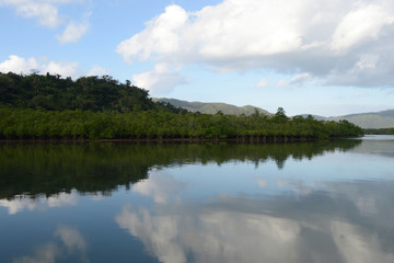 よく晴れた日にジャングルのマングローブが川に反射している