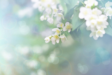 Jasmine flower, branch of beautiful jasmine flowers - 267979524