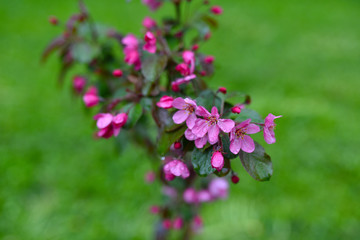 pink Apple flowers on green background