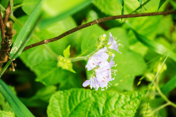 Purple Flower with Green Background