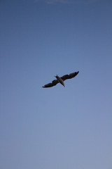Obraz premium Flying bird with blue sky background