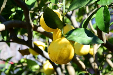 Zitronenbaum - reife Zitronen 