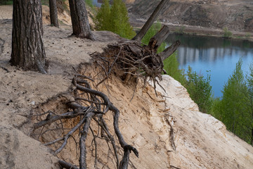 The sandy slope of the river with tree roots