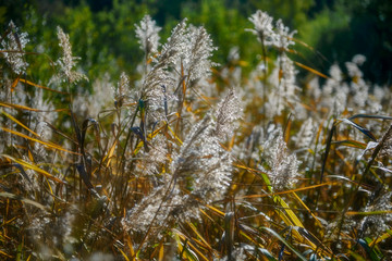 Fototapeta premium Reeds and rushes in the rays of sunshine, Sweden, Bagarmossen