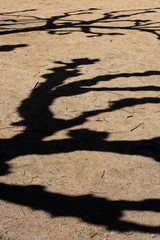 in Golden Gate Park in San Francisco, California 