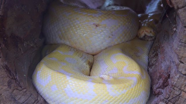 Big Golden boa snake on ground forest in nature