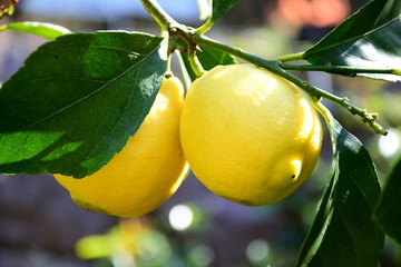 Zitronenbaum - reife Zitronen 