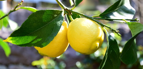 Zwei gelbe Zitronen an einem Zitronenbaum in der Morgensonne