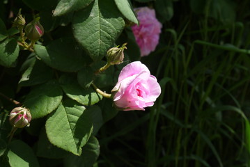 pink rose in the garden