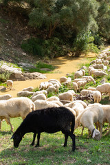 Huge sheep and goat herd.