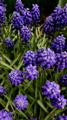 Lavender / Hyacinth