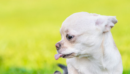 offended puppy shows tongue in profile