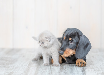 Baby kitten sitting with dachshund puppy on the floor at home and looking away