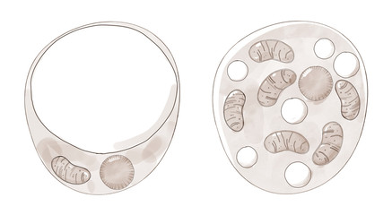 White and brown fat cells anatomy, digital illustration in watercolor style. Brown fat cells have more mitochondria