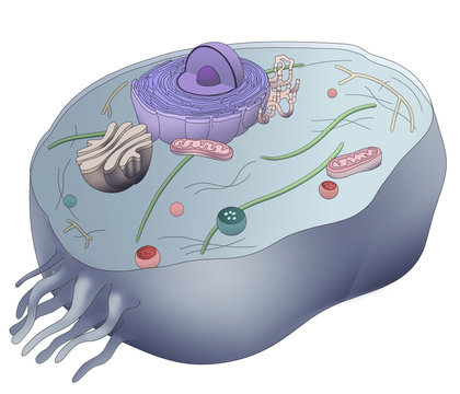 Eukaryotic human cell anatomy on white background. Digital illustration