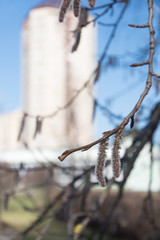 Obraz premium Aspen branch with fluffy earrings on background of urban environment, allergy in spring