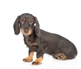Dachshund puppy sitting and looking at camera. Isolated on white background