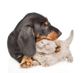 Playful dachshund puppy hugging tiny gray kitten. Isolated on white background