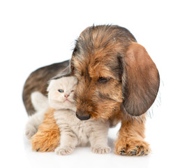 Playful dachshund puppy embracing gray kitten. isolated on white background