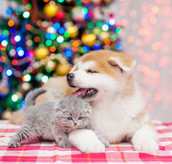 Fototapeta na wymiar Akita inu puppy and baby kitten lying together with Christmas tree on a background