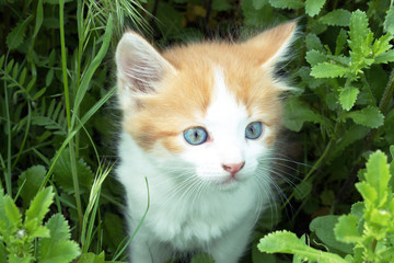 A little red kitten with blue eyes plays in the grass. Close-up.