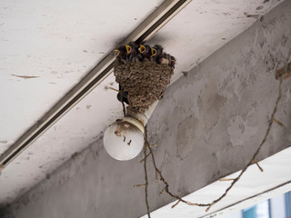 電球の上のツバメの巣