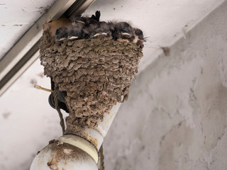 ツバメの巣