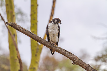 Augur buzzard (Buteo augur) bird perched on branch showing front plumage and hooked tip yellow bill. Maasai Mara National Reserve, Kenya, Africa. Copy space for text
