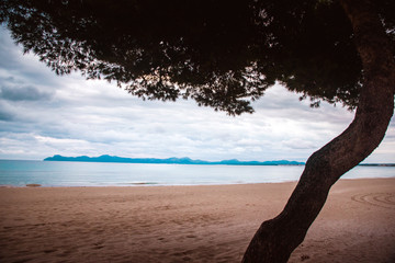 empty beach by the sea. Tree in front of the photo, edit space