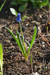 One spring blue muscari flower on a background of ground soil