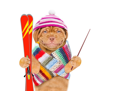 Smiling puppy in warm hat and scarf holds in his paws mountain skiing and pounting away on empty space. isolated on white background