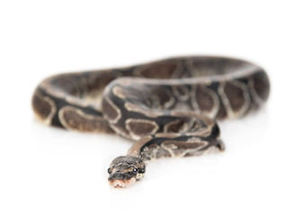 Royal Python, or Ball Python (Python regius) looking at camera. Isolated on white background