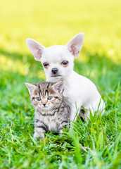 Chihuahua puppy embracing kitten on green summer grass