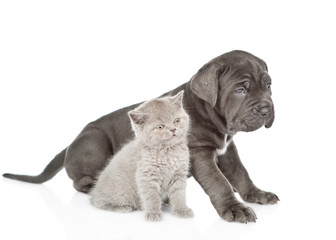 Neapolitan mastiff puppy and gray kitten sitting in side view. isolated on white background