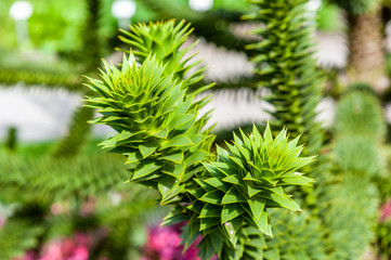 Plants in the botanical garden of Antwerp, Belgium
