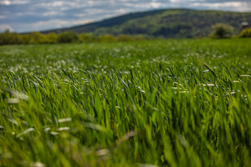 green wheat field in spring time 