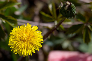 yellow dandelion flowers with a bee sitting on them in a green meadow
