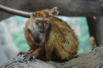 Blue eyed lemur on a branch