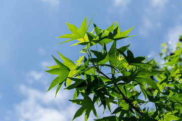 Drk green leaves Liquidambar styraciflua, Ambeer tree against blue with white clouds in sky in focus. Spring sunny day. Selective focus. Concept of nature of North Caucasus for design. Place for text