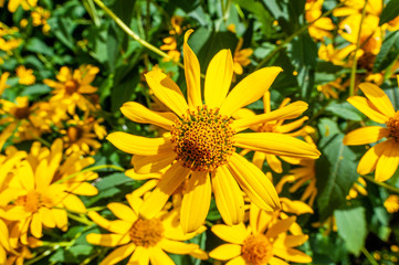 Plants in the botanical garden of Antwerp, Belgium