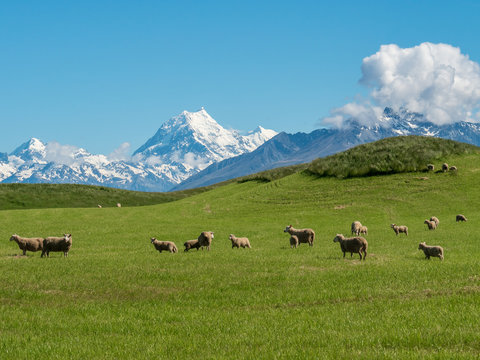 Sheep in front of mount cook mountain new zealand
