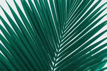 Obraz premium Abstract form pattern of coconut palm tree leaf fresh natural background in monochrome tone. Nature background, save the earth or travel tropical beach summer holiday concept.