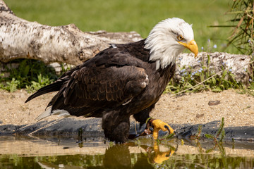 bald eagle taking a dip in a pool