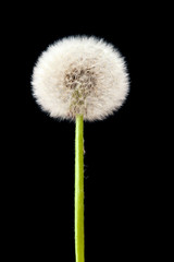Blow ball of dandelion flower isolated on black